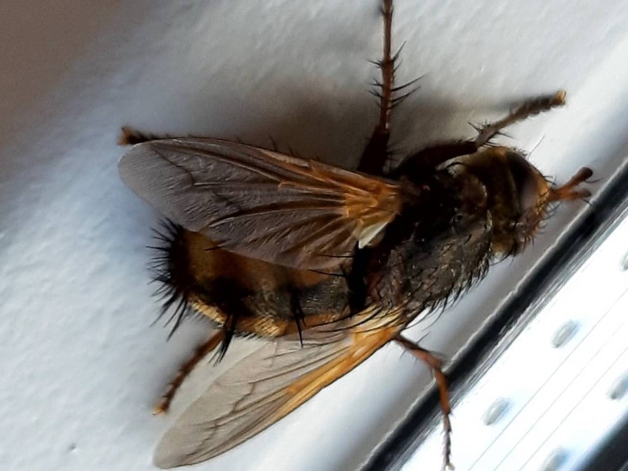 Een woeste sluipvlieg waarvan de wetenschappelijke Tachina fera of Tachina magnicornis is (foto Cora Peemen)
