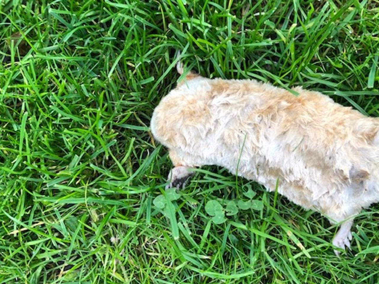 Witte mol, ook wel albino mol genoemd, komt niet zo vaak voor (foto: Wim van Hal).