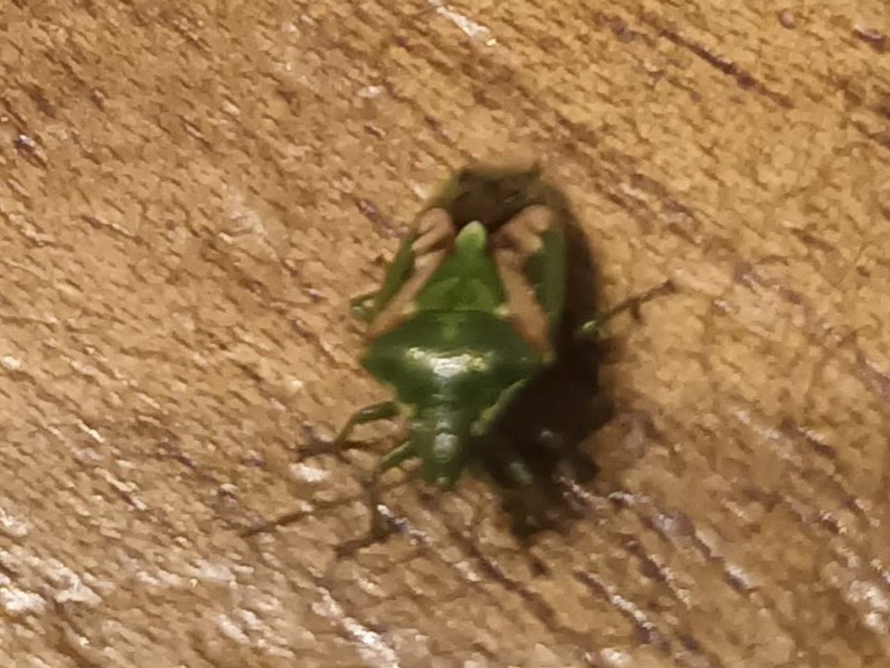 Geen kever, maar een jeneverbeskielwants (foto: Erna van Dungen).