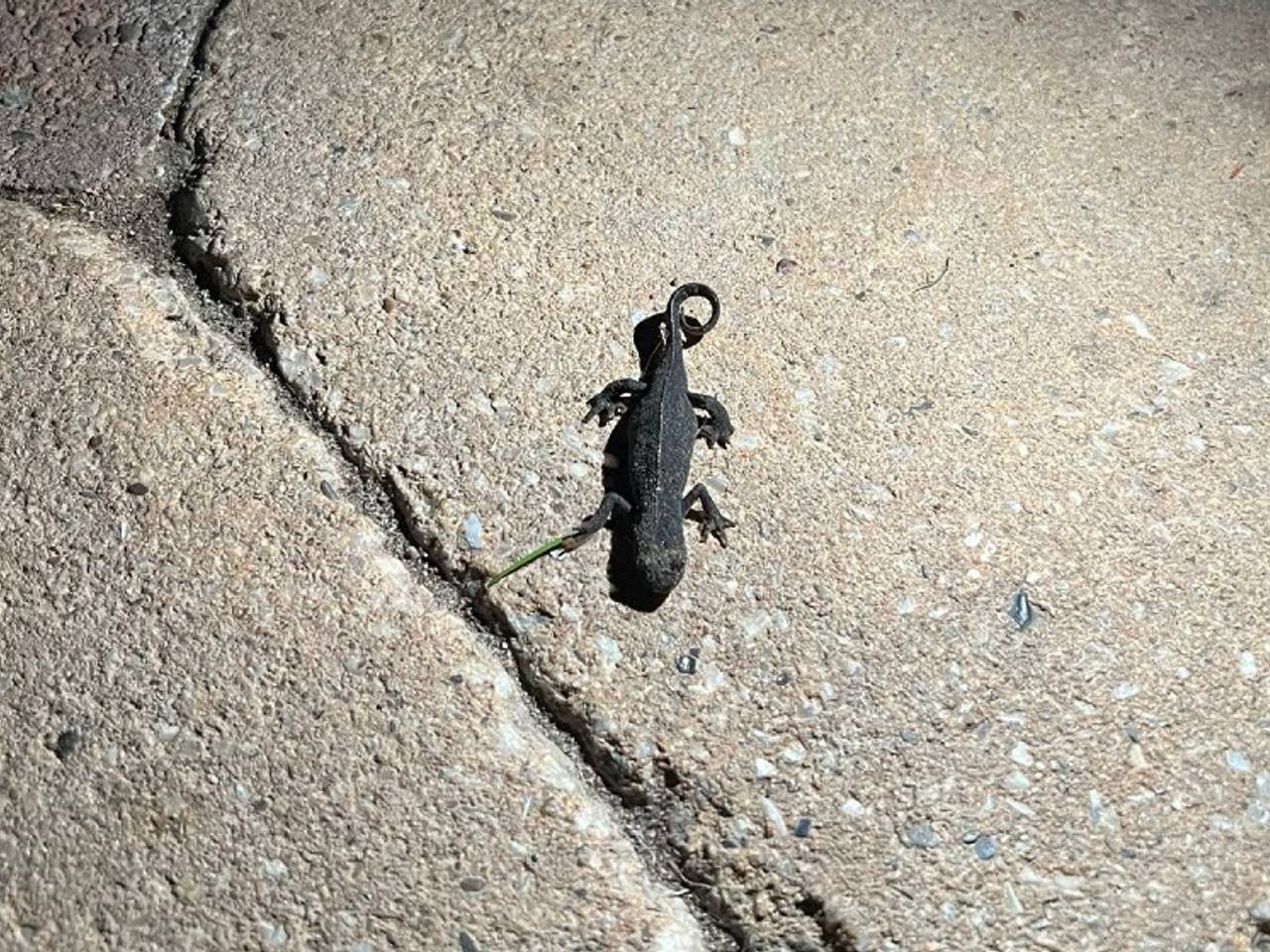 Alpenwatersalamander, op zoek naar een overwinteringsplek (foto:  Mark de Kleijn)