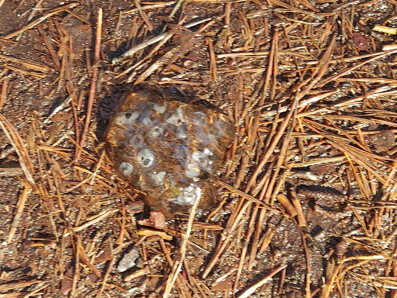 Zijn deze in gelei ingepakte eitjes delen van een homp kikkereitjes? (foto: Brigitte Schmits)