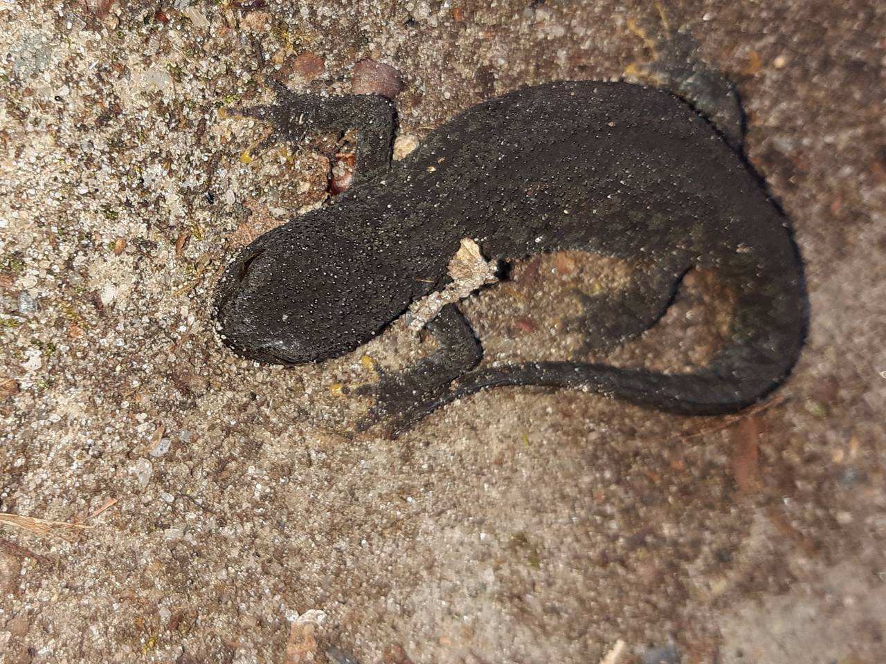 Een alpenwatersalamander (foto: Wim Hoeks).