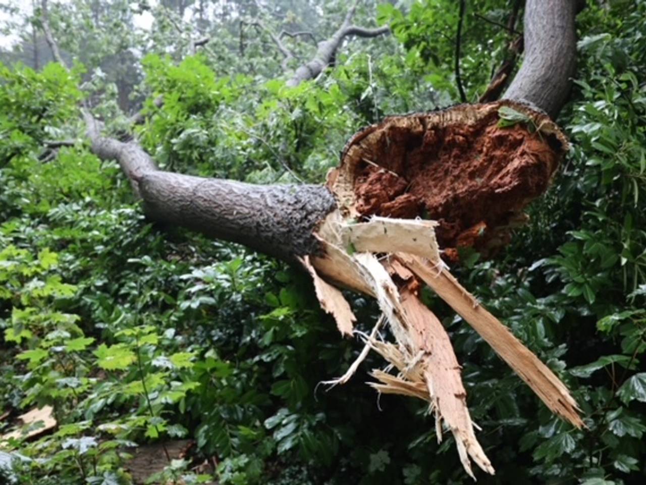 Een omgewaaide boom in Vught (Foto: Bart Meesters/SQ Vision).