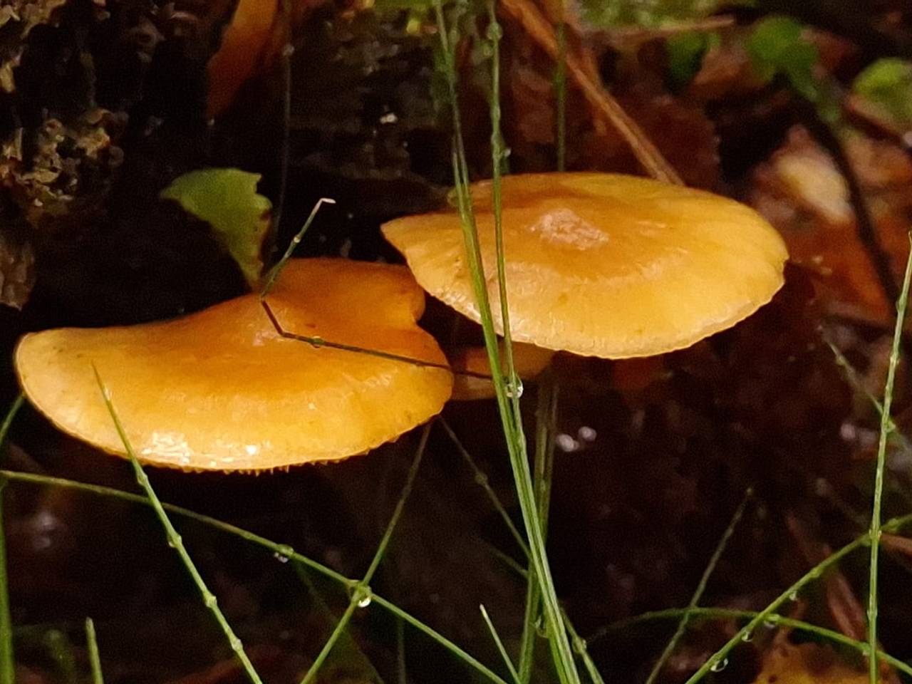 Oisterwijkse Bossen en Vennen (foto: Ger van Ewijk)