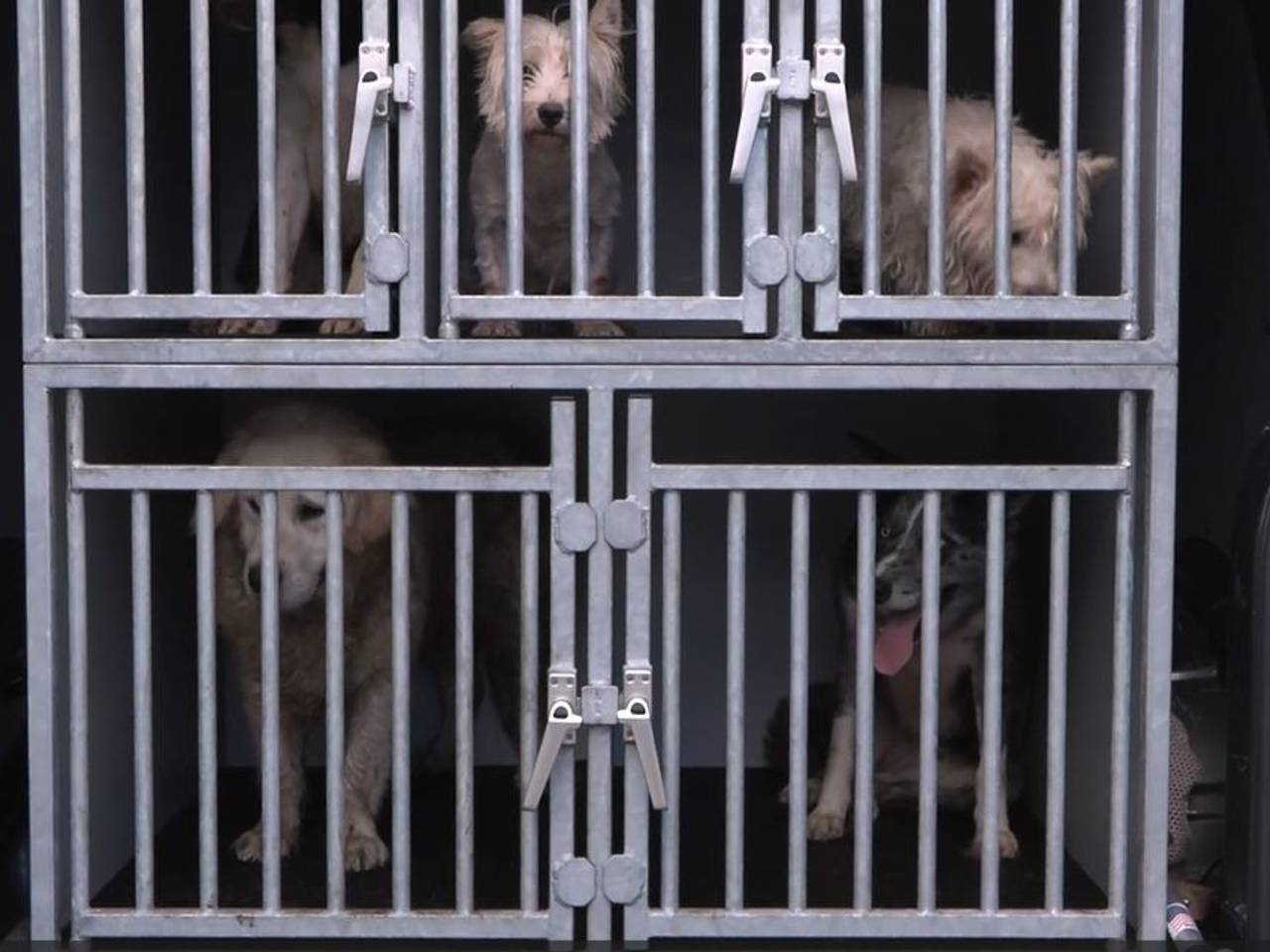 Honden worden meegenomen bij Jan Paridaans (foto: NVWA).