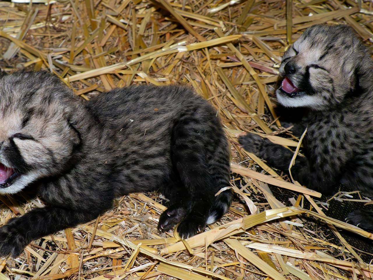 Twee cheeta's geboren in safaripark Beekse Bergen