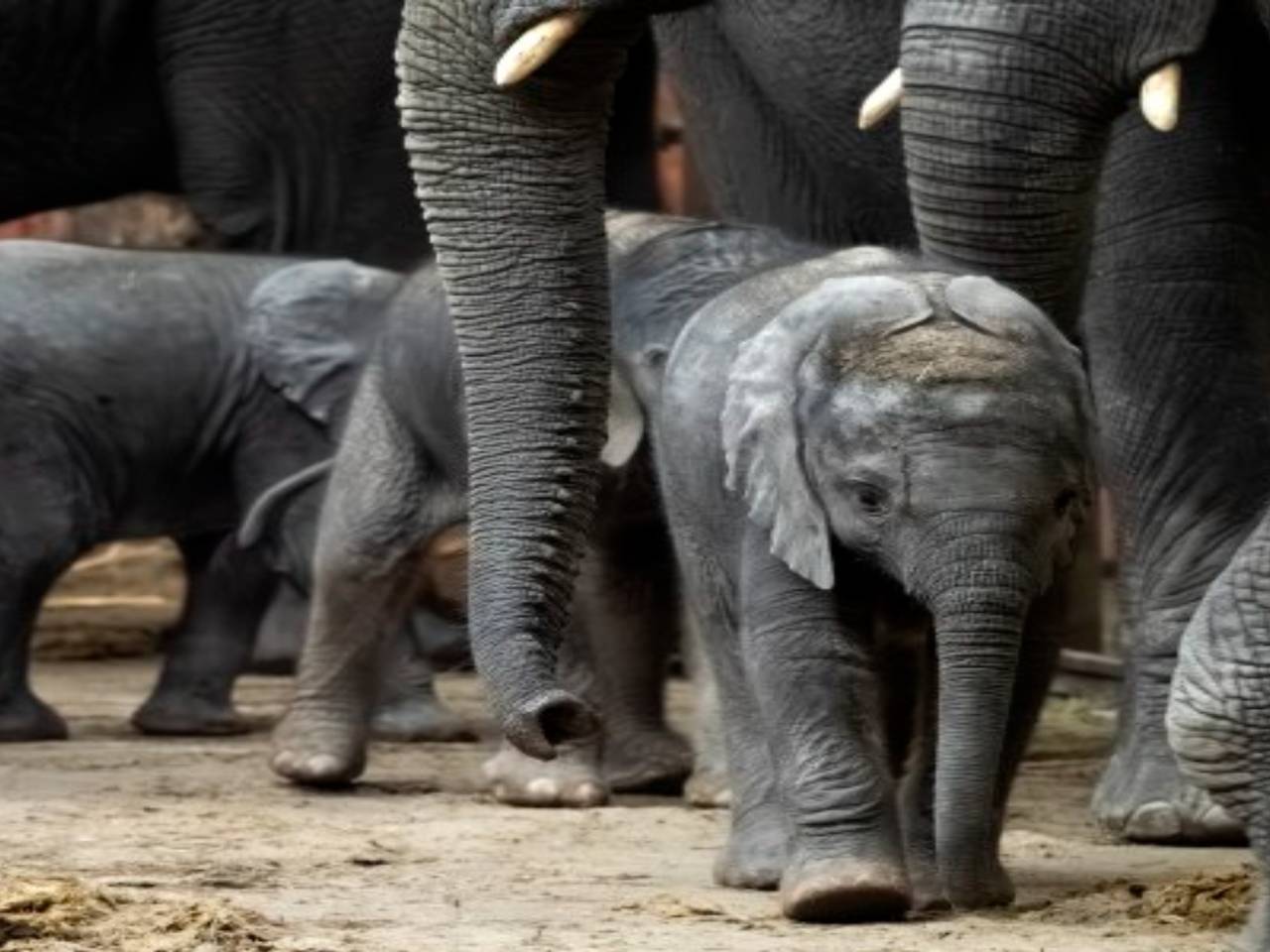 Alweer het derde pasgeboren olifantje in de Beekse Bergen