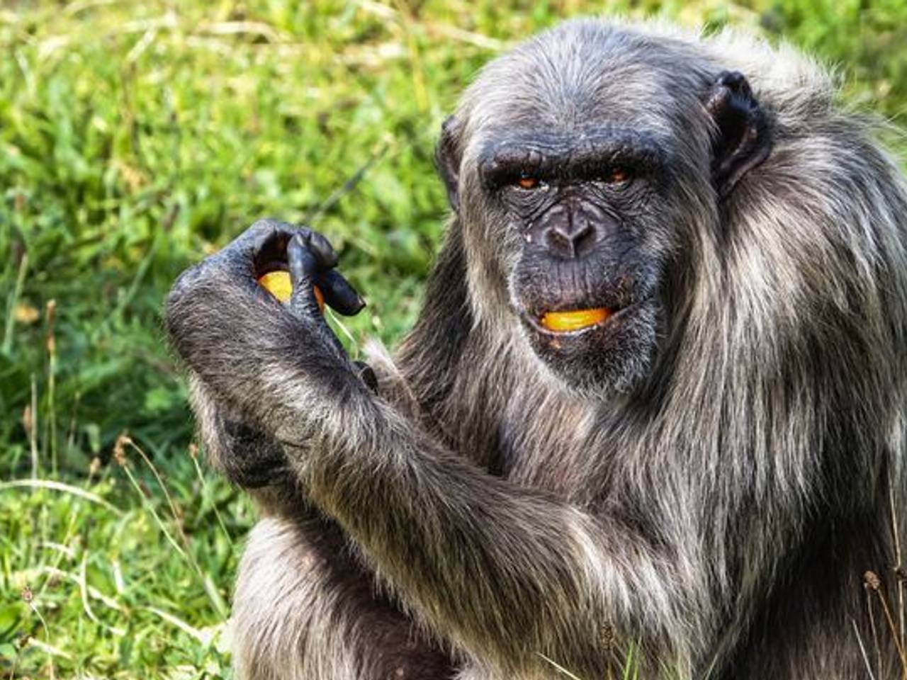 De chimpansees weten dat Wouter dood is: 'Ze hebben gegild en geduwd'