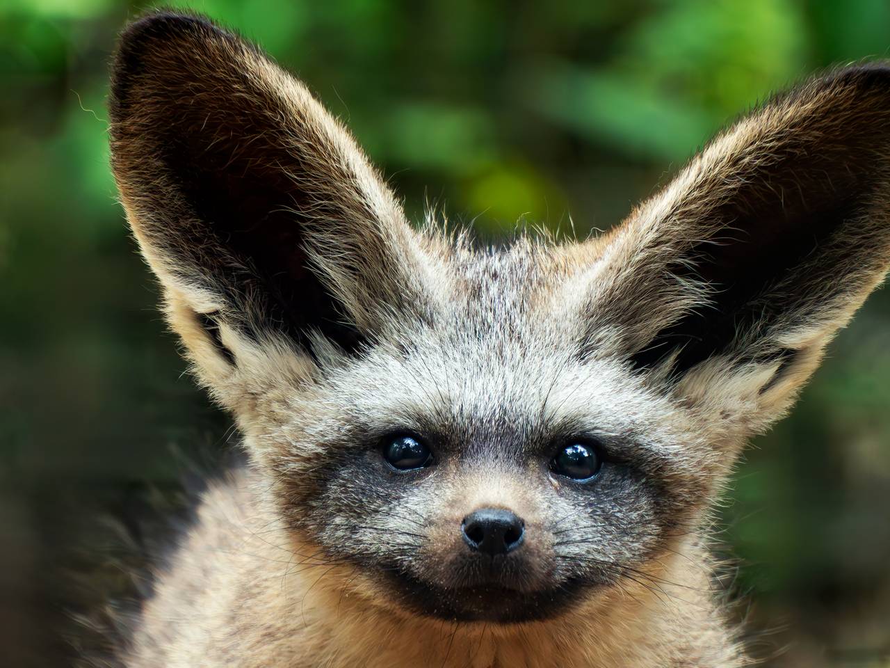 Een grootoorvos (foto: Beekse bergen/Mariska Vermij-van Dijk).