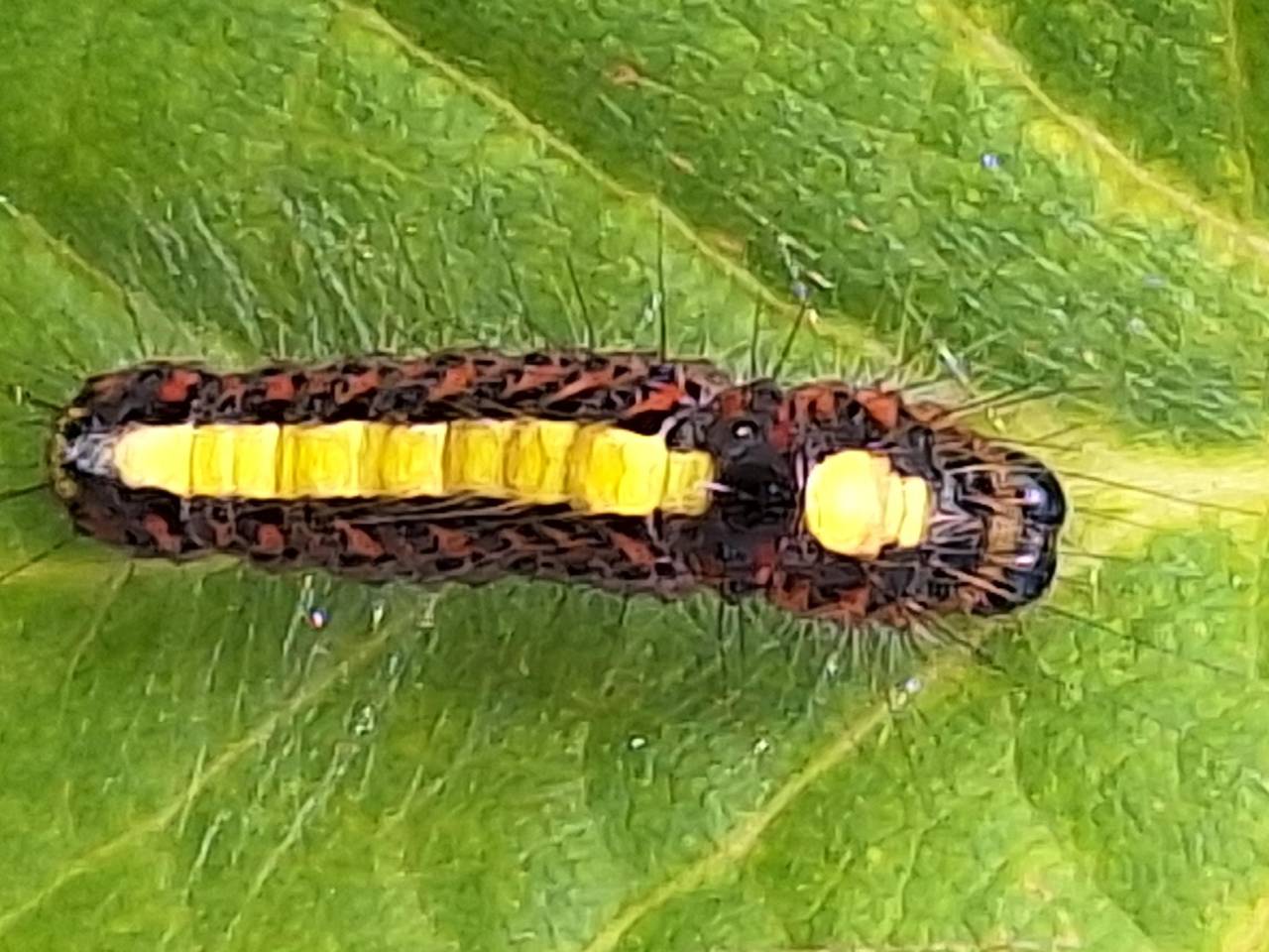 Vreemde rups op de bonsai boom (foto: Frederik Meyer)