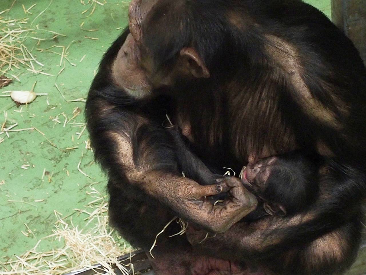 Chimpansee geboren in Beekse Bergen