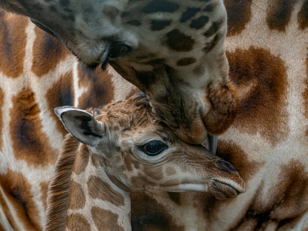 Archieffoto: Beekse Bergen/Mariska Vermij - van Dijk.