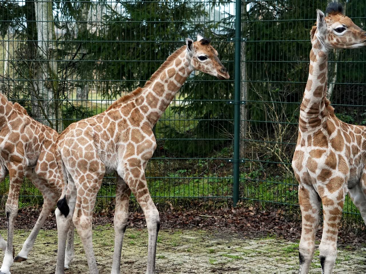 foto: Beekse Bergen/Mariska Vermij - van Dijk