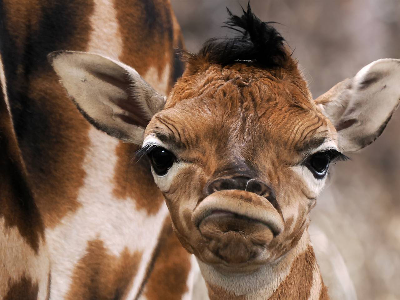 Driedubbel feest in de Beekse Bergen: drie zeldzame giraffen geboren