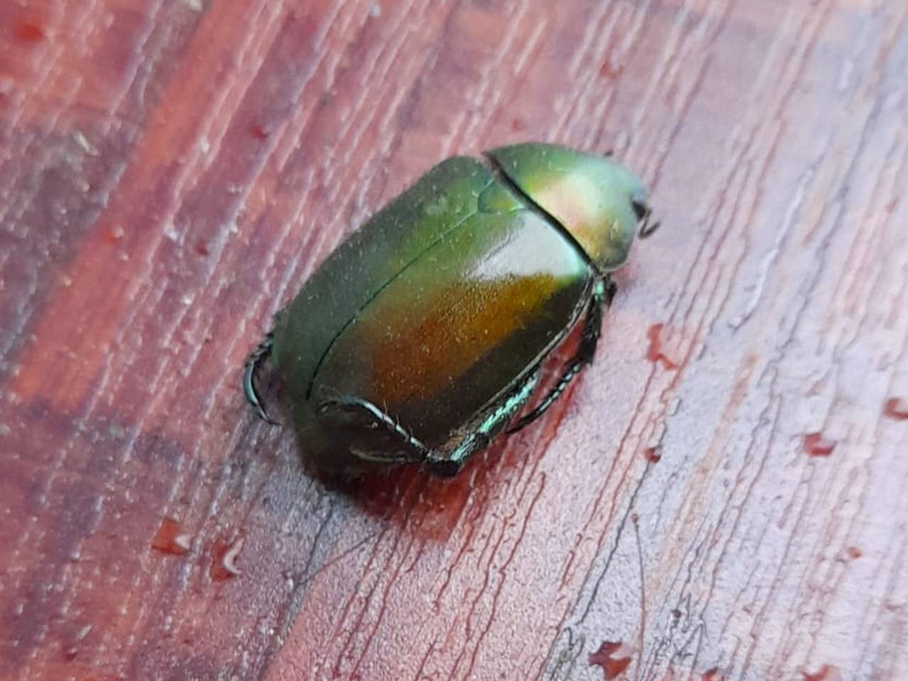 Gevonden in een zeecontainer een mooie dode kever, foto Cor Janse.