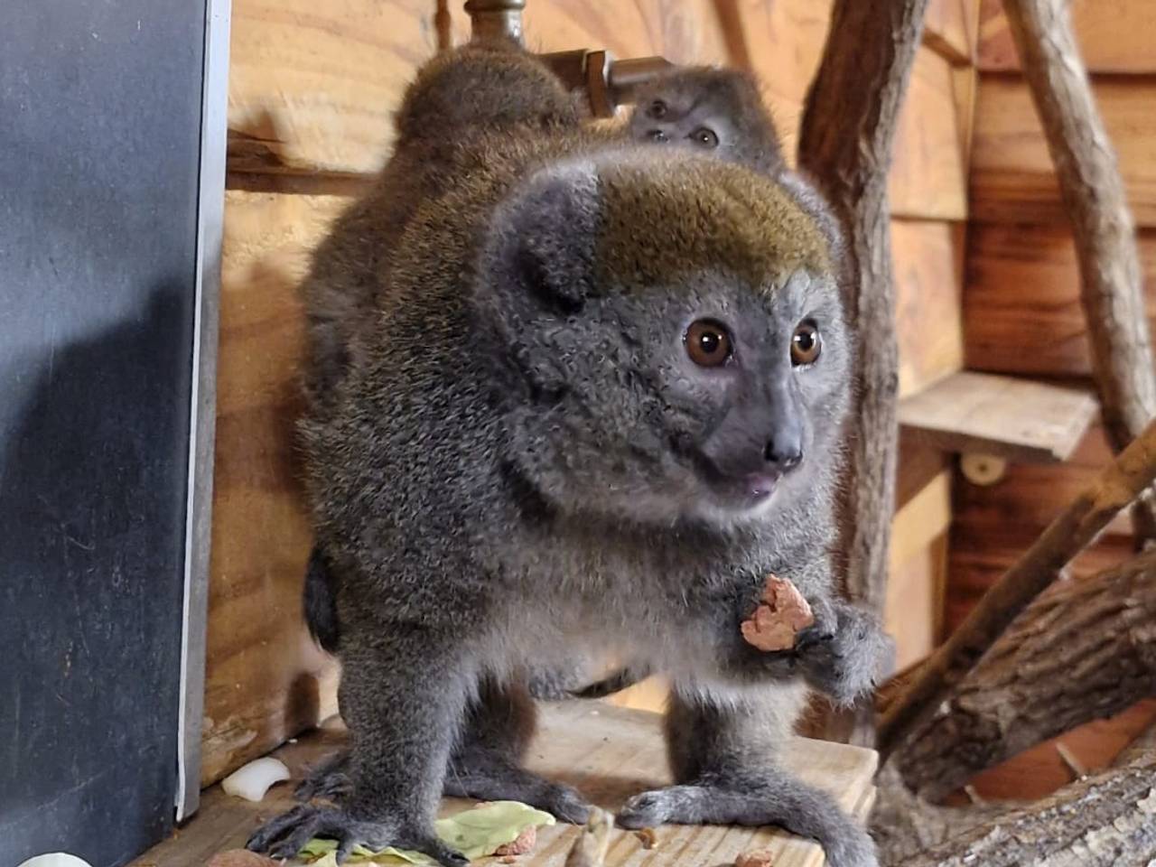 Foto: ZooParc Overloon.
