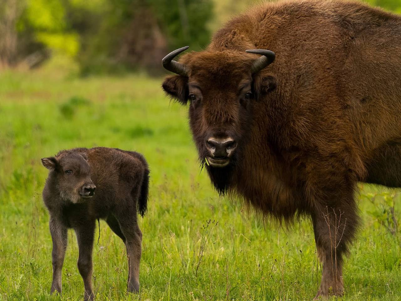 Foto: Arjen Boerman/FREE Nature