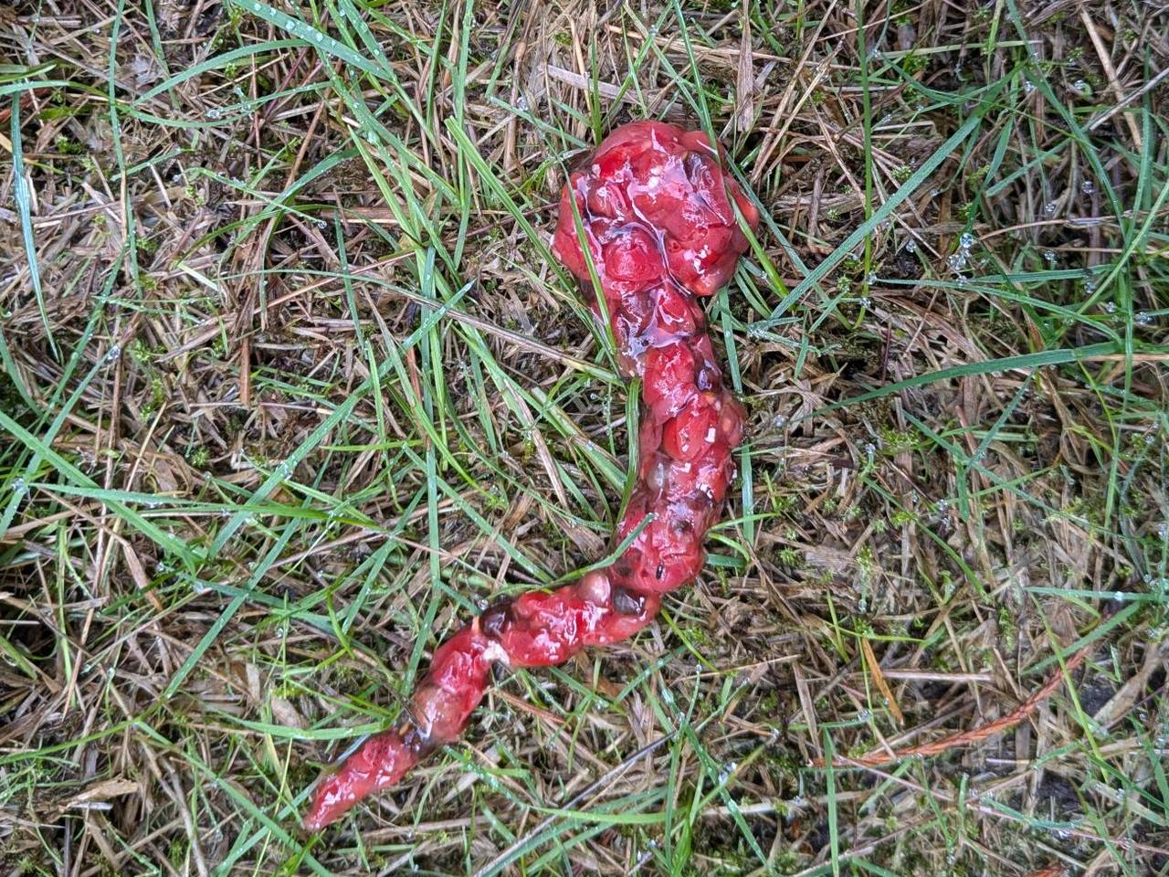 Het lijkt wel een worm, maar het is poep (foto: Lotte Hendrikx).