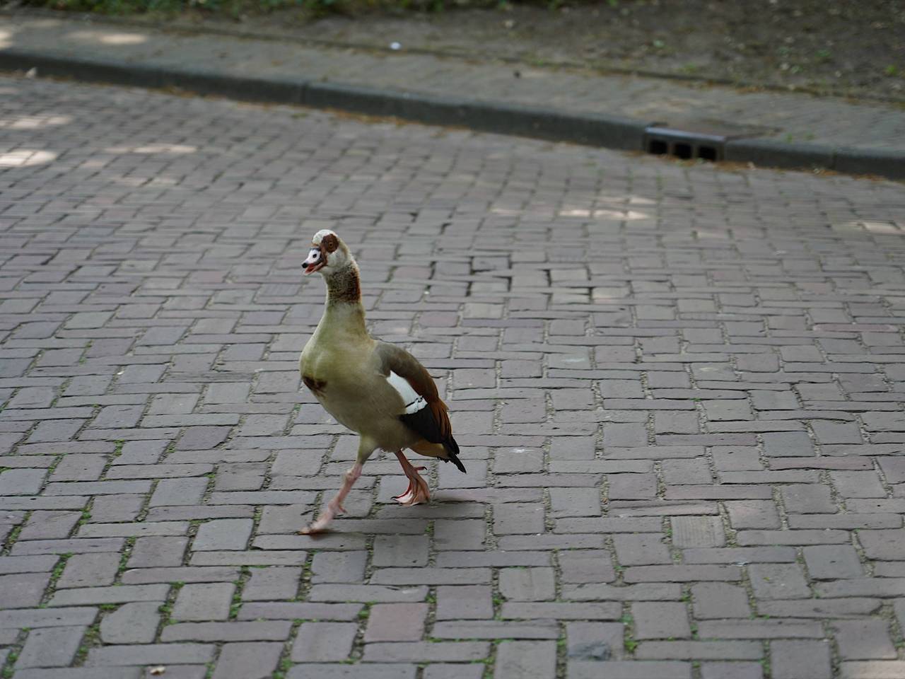 https://api.omroepbrabant.nl/img/f/$width$/$height$/0.5/0.5/bWVkaWEvcHJvZC80Njg1NjEyLmpwZz9zdj0yMDE5LTA3LTA3JnN0PTIwMjAtMDEtMDFUMDAlM0EwMCUzQTAwWiZzZT0yMDQwLTAxLTAxVDAwJTNBMDAlM0EwMFomc3I9YiZzcD1yJnNpZz1IRllpZzlNSG1ZVW9CSVB1Y2hIMnglMkY3M1R2dUdqMVNvNSUyQm9VdjZ0bHVOSSUzRA==
