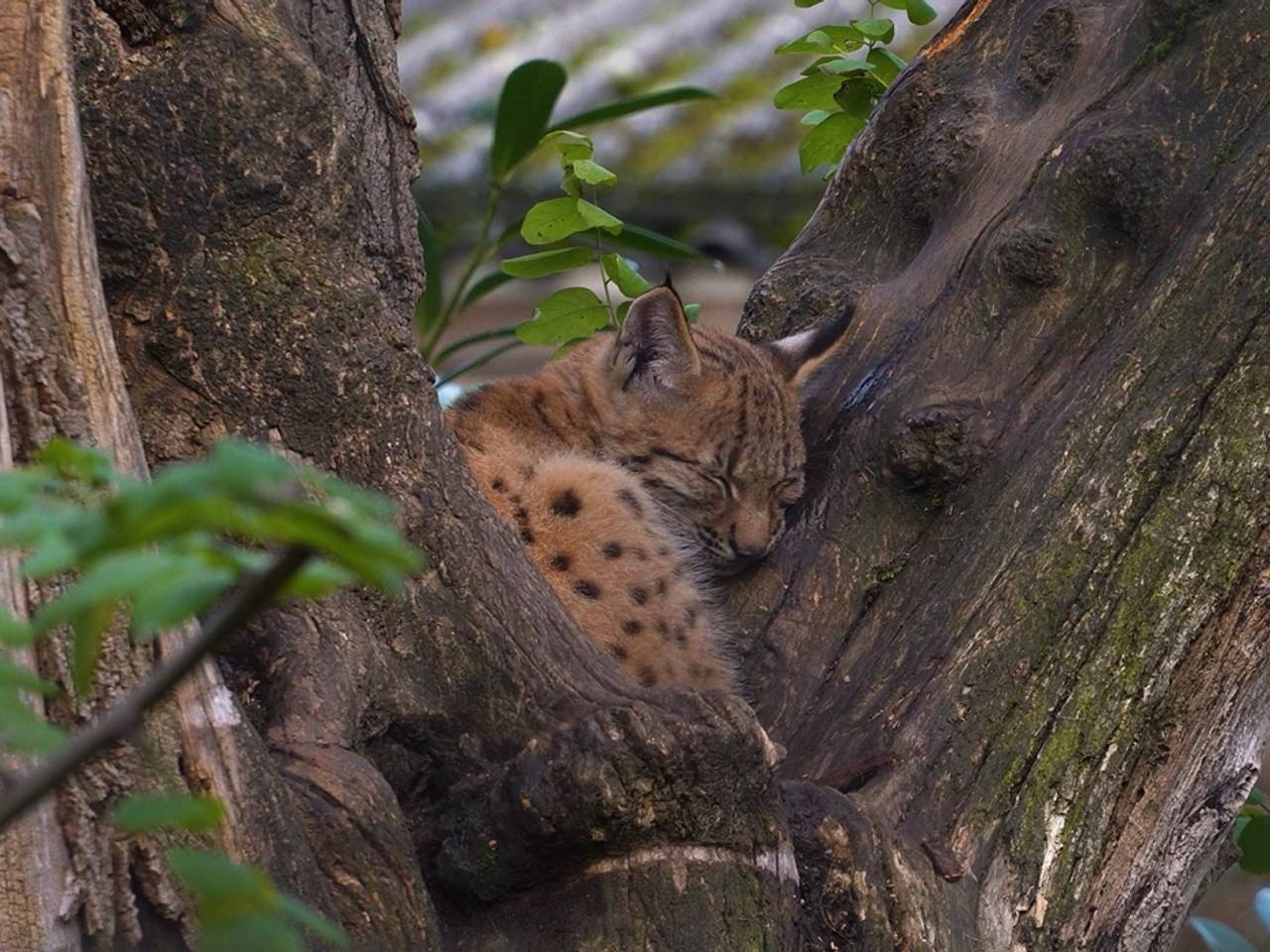 De jonge lynx ontsnapte in mei uit de dierentuin (foto: Eindhoven Zoo).