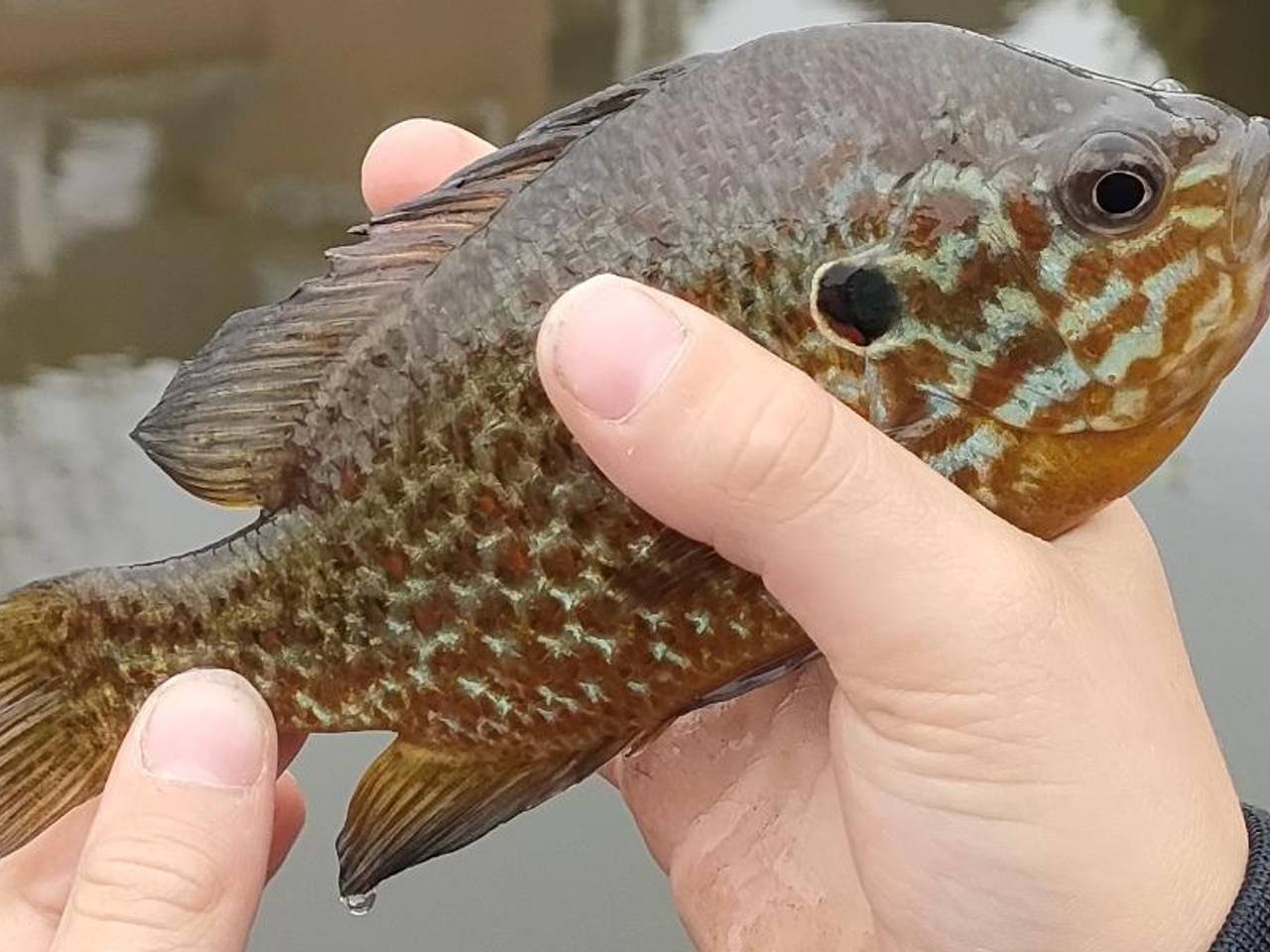 Een zonnebaars (foto: Ruud Jorissen).