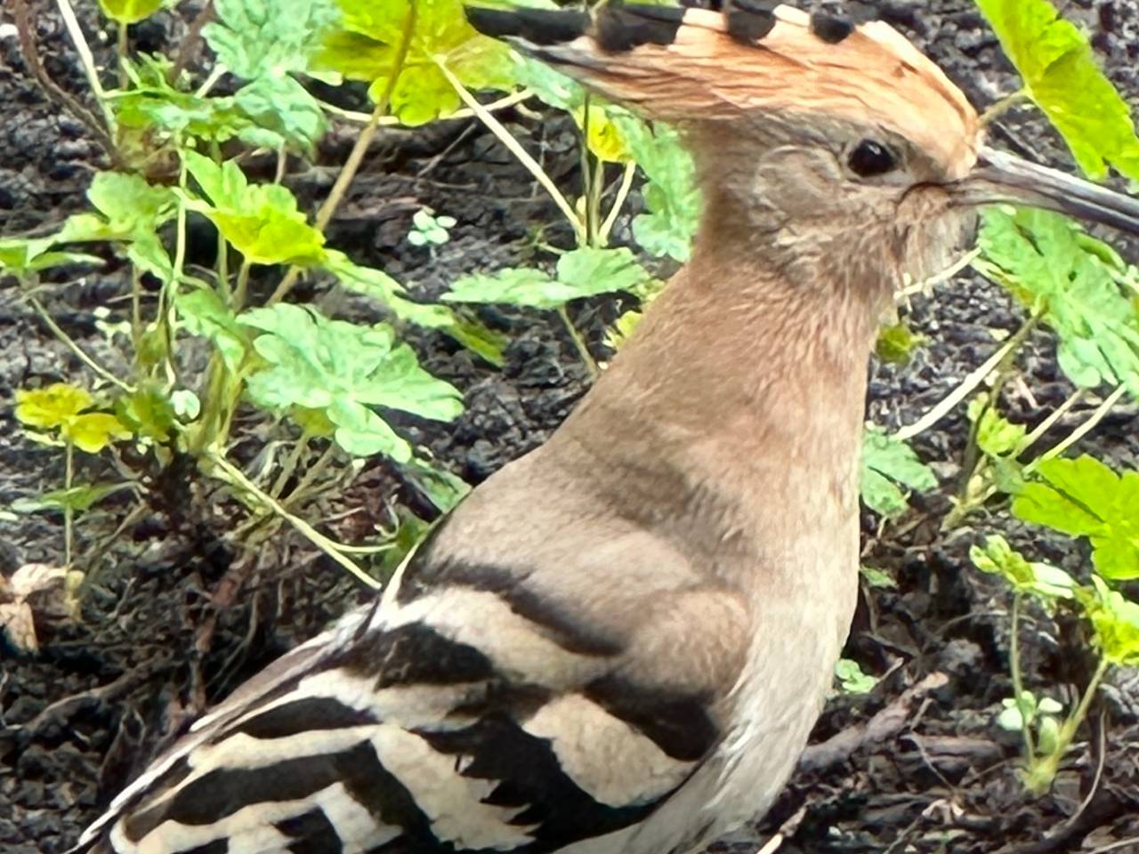 Deze bijzondere vogel was zomaar geland in de achtertuin van Gerry (foto: Gerry van Iperen-Kennis).