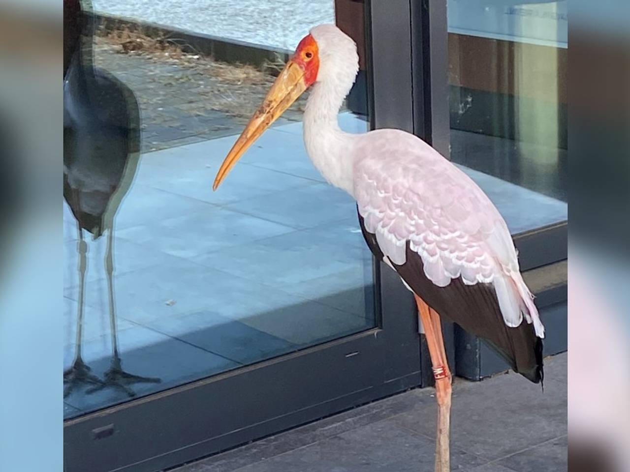 De Afrikaanse nimmerzat kijkt even kritische naar zijn eigen spiegelbeeld (foto: Jan Harm Spijkervet).