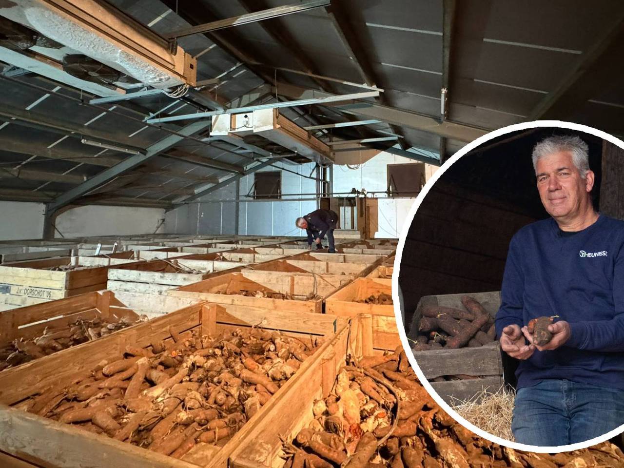 Boer Jack uit Kruisland zit met tweehonderd ton wortelen in zijn maag