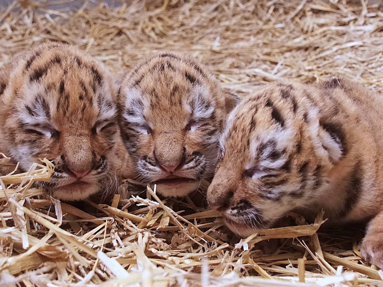Drie Amoerwelpjes geboren in de Beekse Bergen (foto: Safaripark Beekse Bergen).