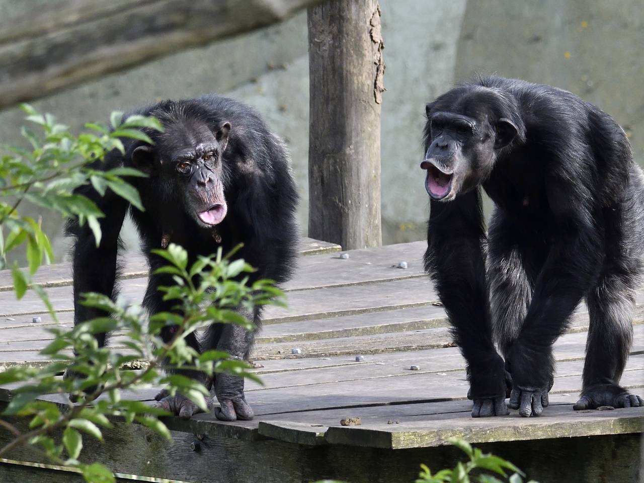 De chimpansees waren niet te spreken over het gedrag van de leerlingen (foto: Erald van der Aa/ANP).