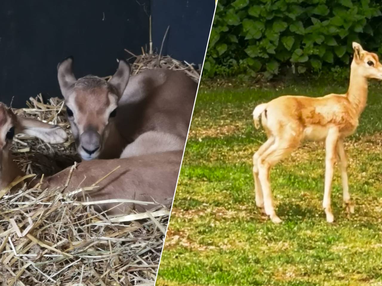 De twee kalfjes in de dierentuin (foto's: ZooParc Overloon).