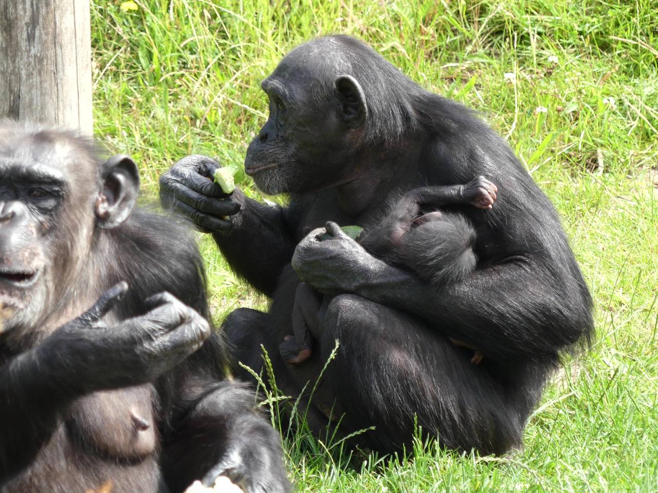 Moeder Jozi knuffelt haar nieuwe baby: chimpansee geboren in Eindhoven Zoo