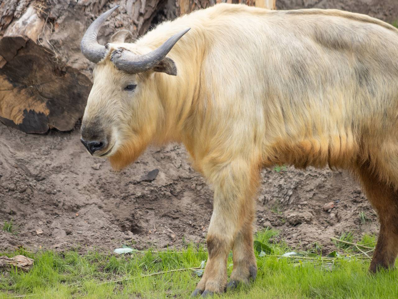 Foto: Eindhoven Zoo/Pairi Daiza.