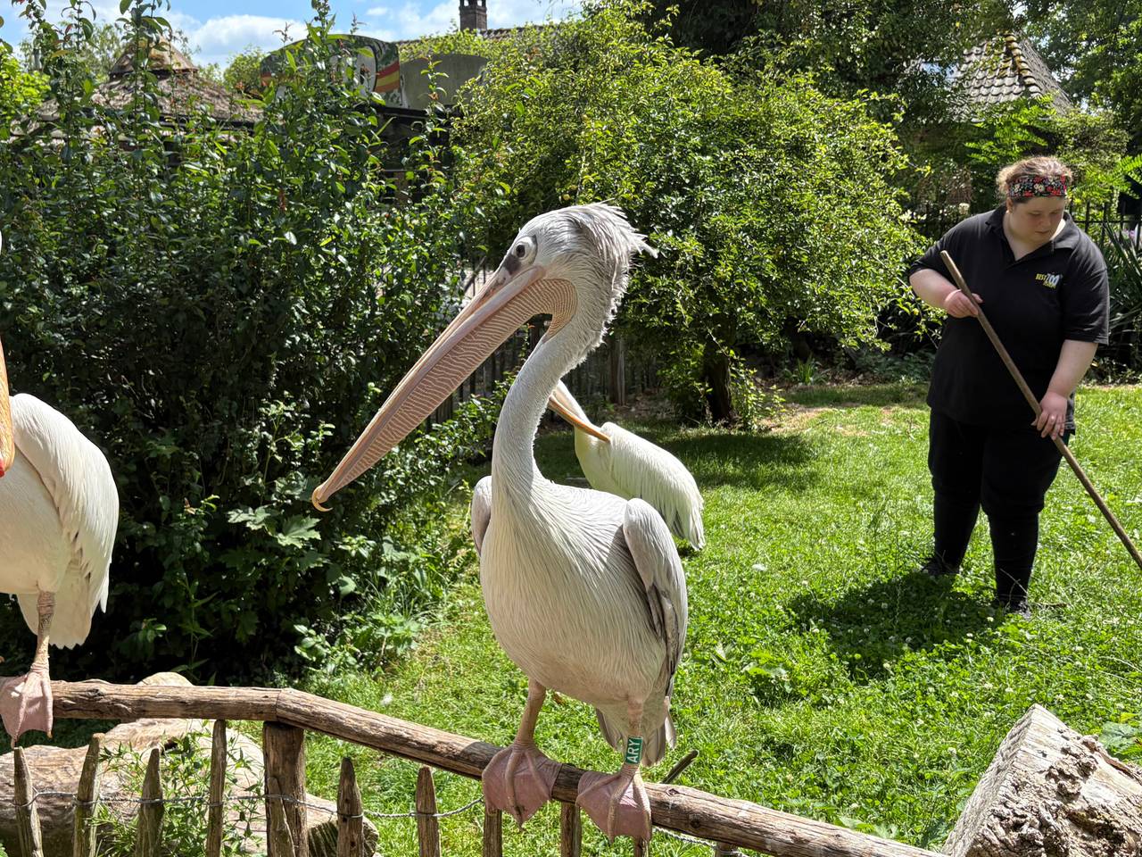 Nikki aan het werk in de dierentuin (foto: Floor Foole).