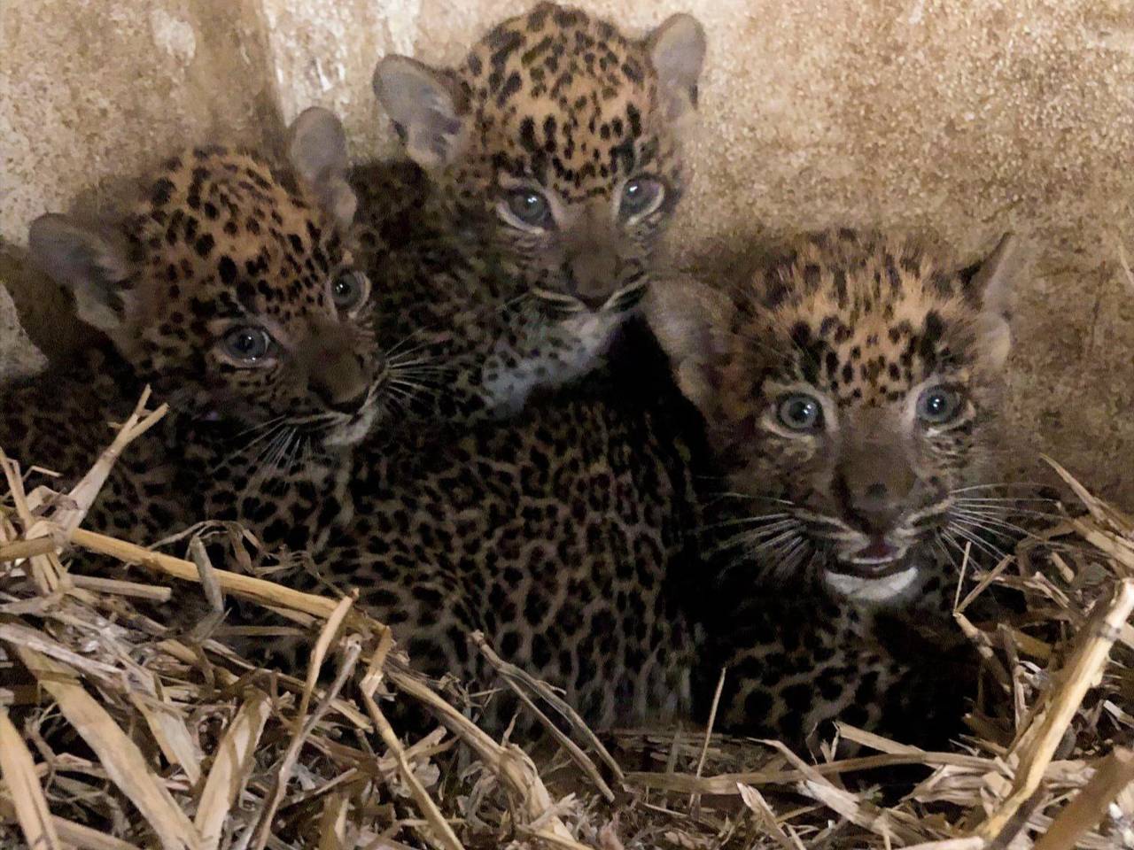 De drie panterwelpjes (foto: BestZOO).