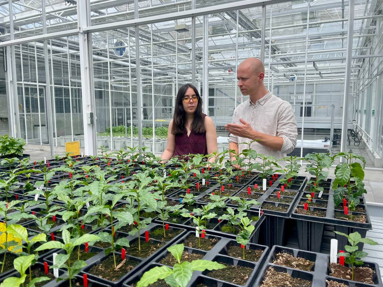 Koffieplant uit de kas als duurzame oplossing voor stijgende prijzen