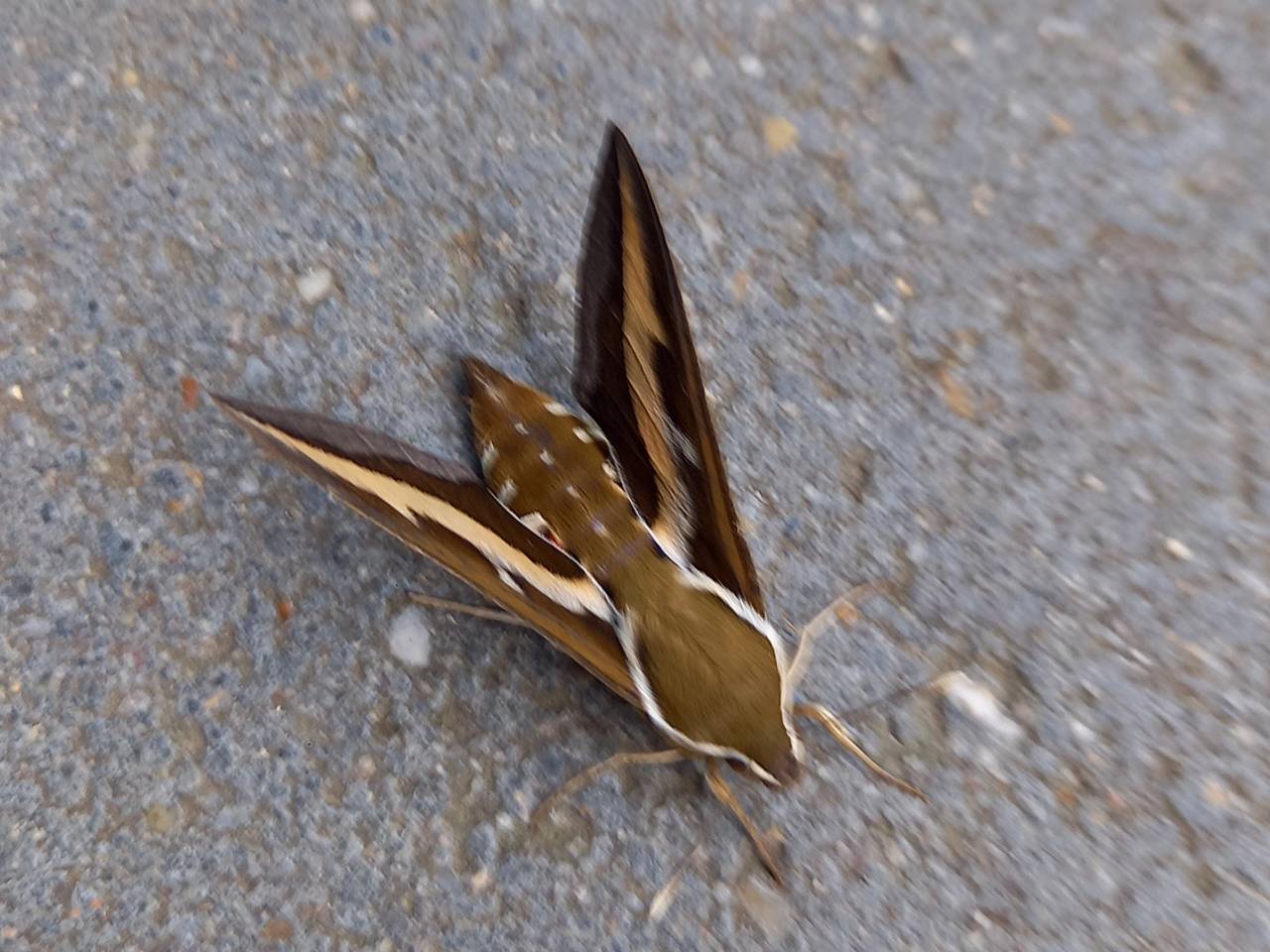 Maya Maes kwam deze bijzondere vlinder tegen en die zie je niet vaak.