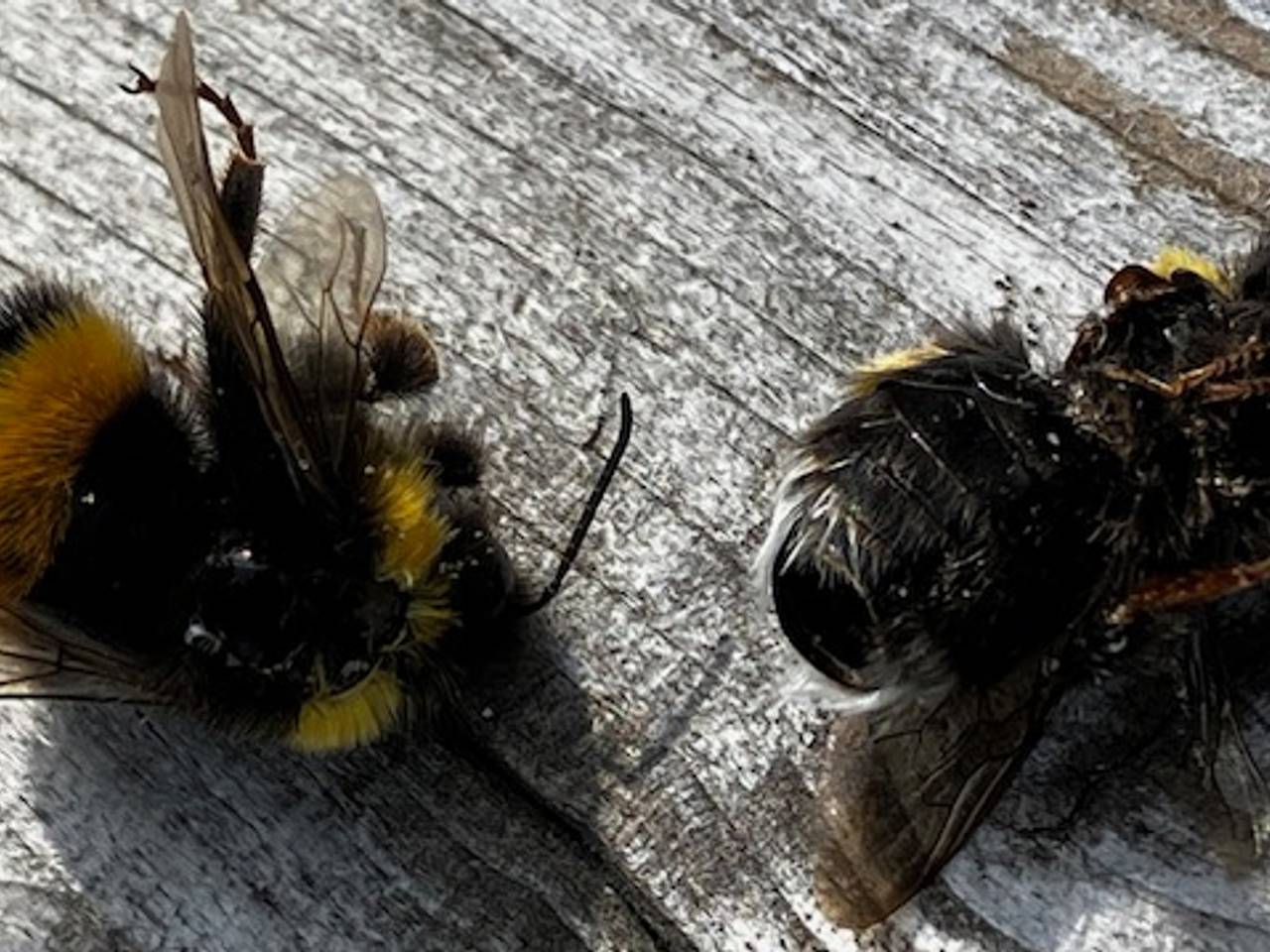 Dode hommels (foto: Jos Buitendijk).