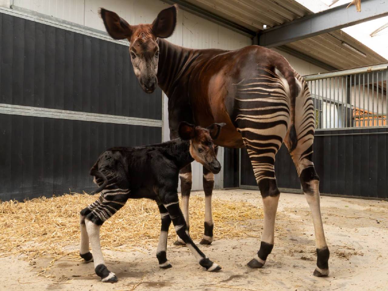 Trotse mama met kind (foto: Beekse Bergen/Mariska Vermij-van Dijk).