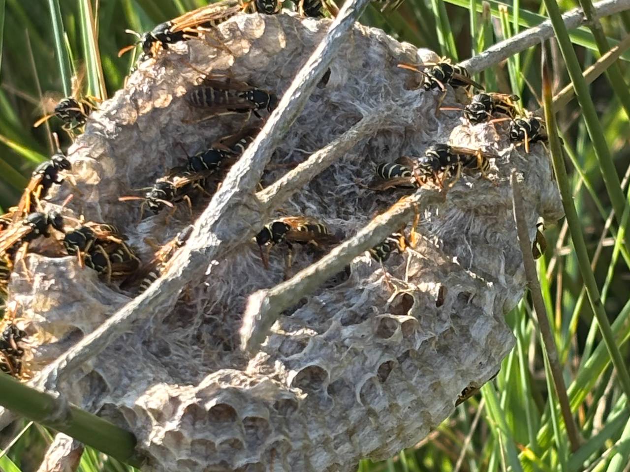 Franse veldwespen (foto: Els Lugtenberg).