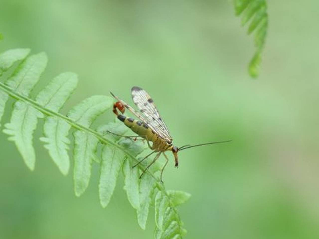 Het mannetje van de schorpioenvlieg (foto: Michel Felten).