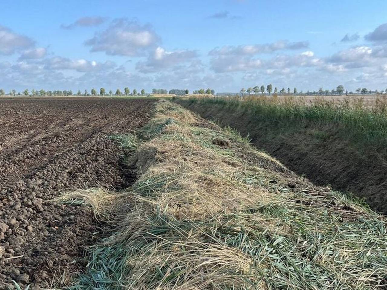Het maaisel ligt nu enkele meters breed op de akker van boer Cees (foto: Cees van Tiggelen, Halsteren).