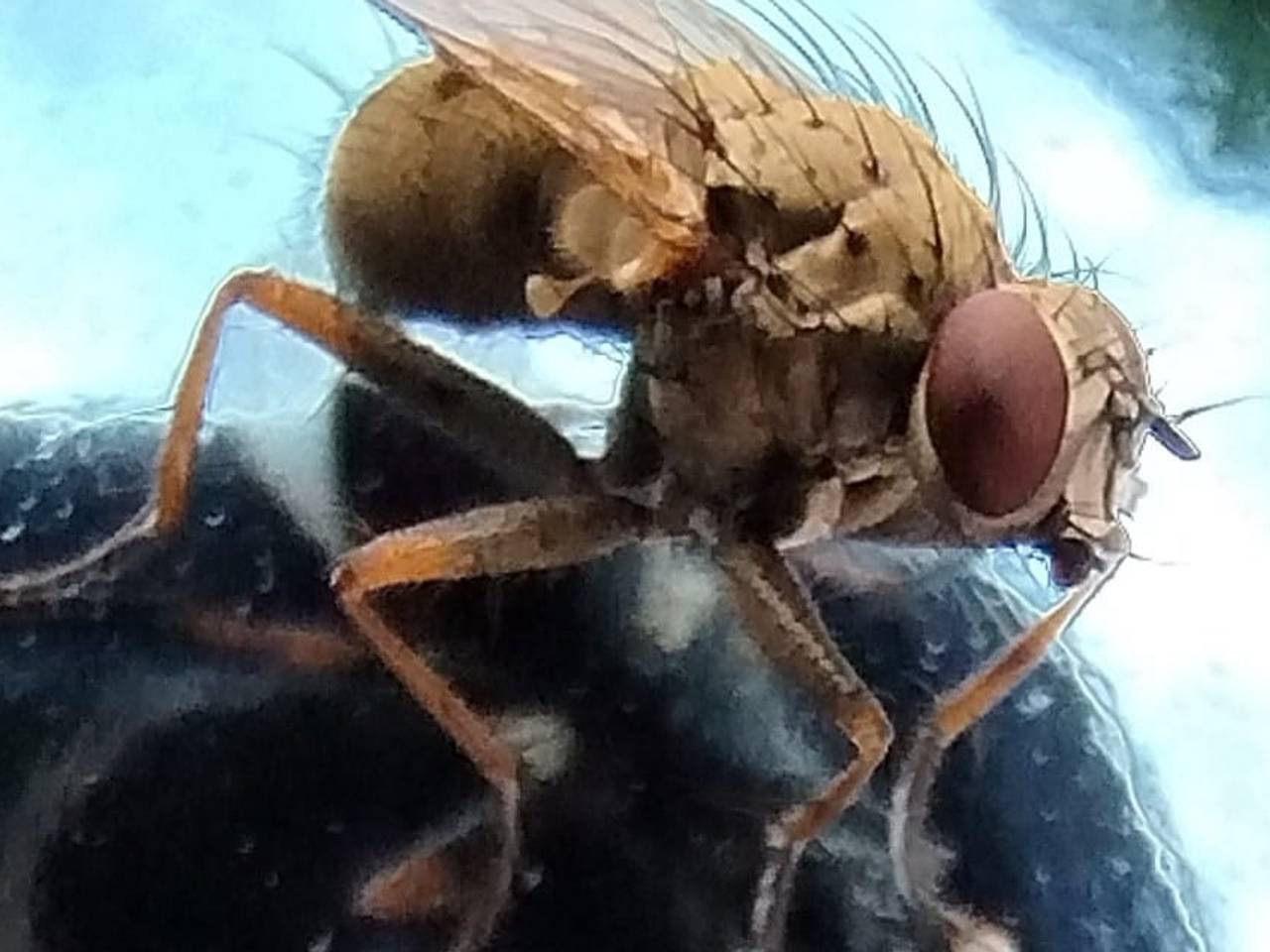 Deze killervlieg is minder vervelend voor ons dan je zou denken (foto: Léon Beelen).