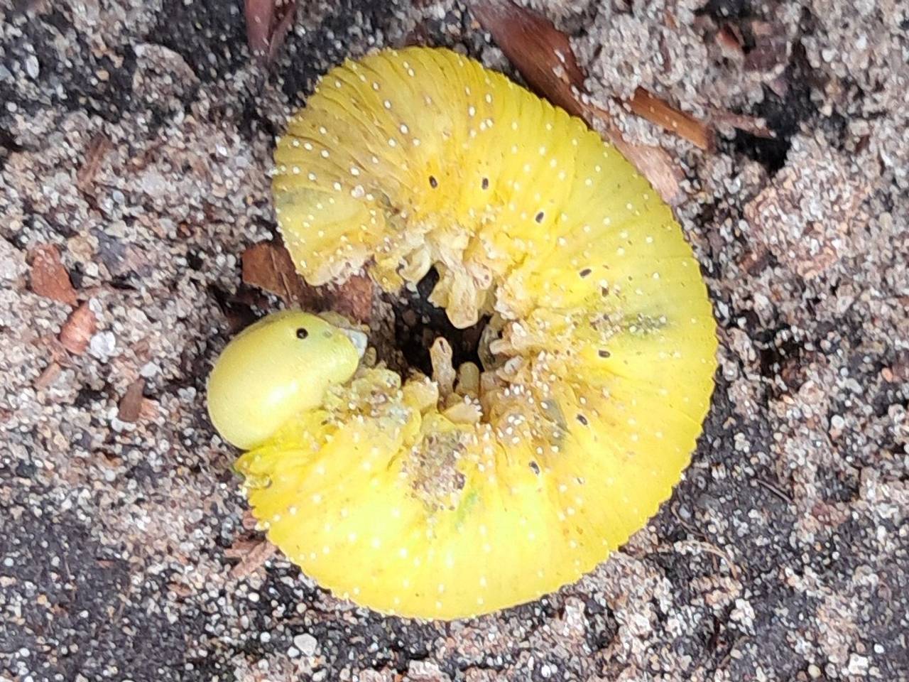 Een rups van de grote wasmot (foto: Gerda Schoen).