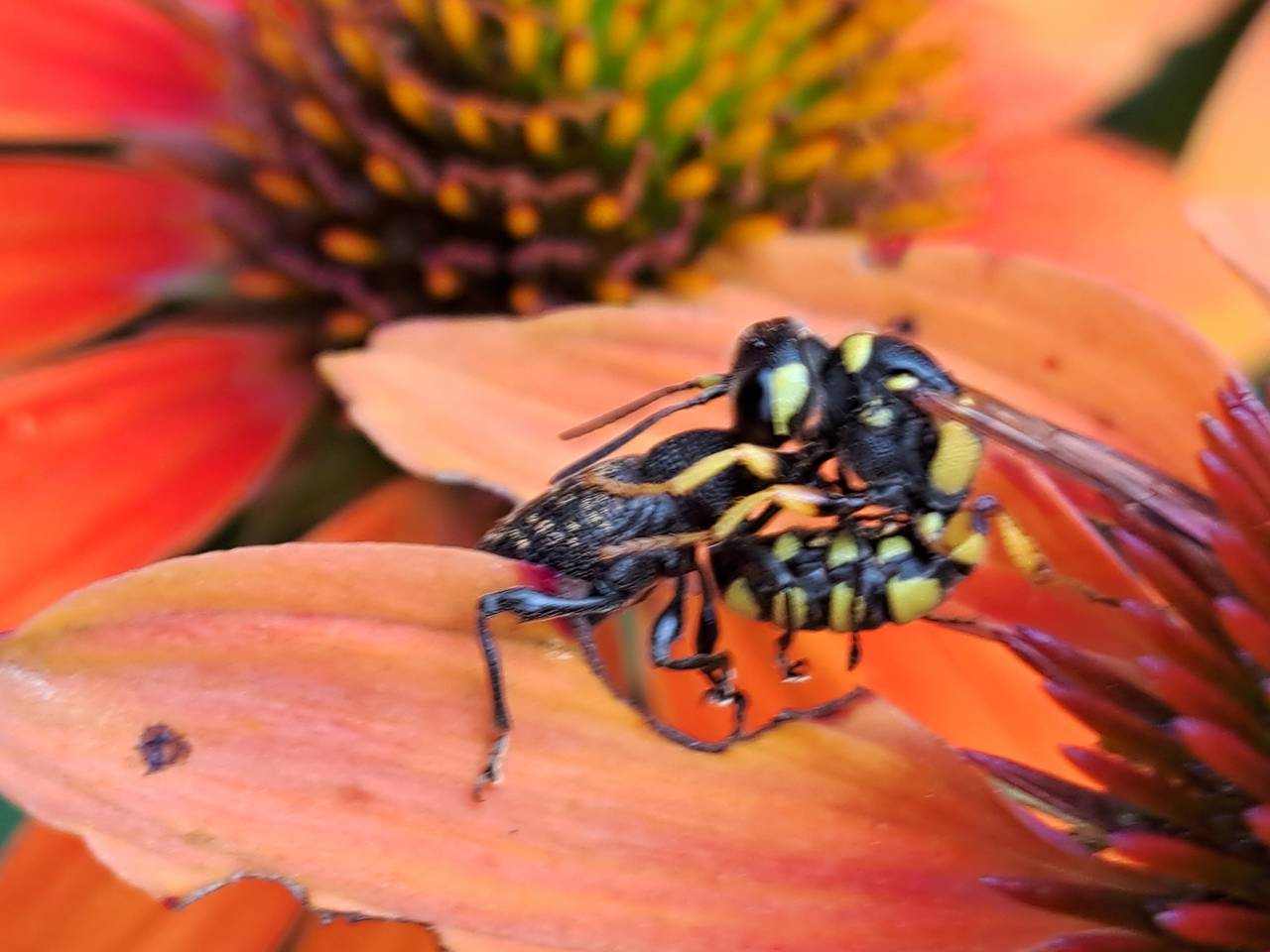 De grote snuittordoder injecteert een snuitkever (foto: Corrie van Zoggel).