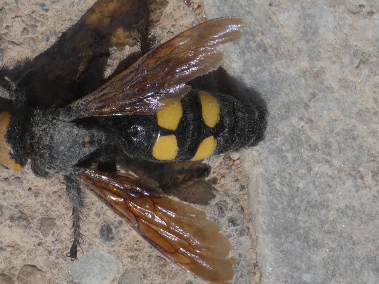 Een reuzendolkwesp (foto: Rien Franse).