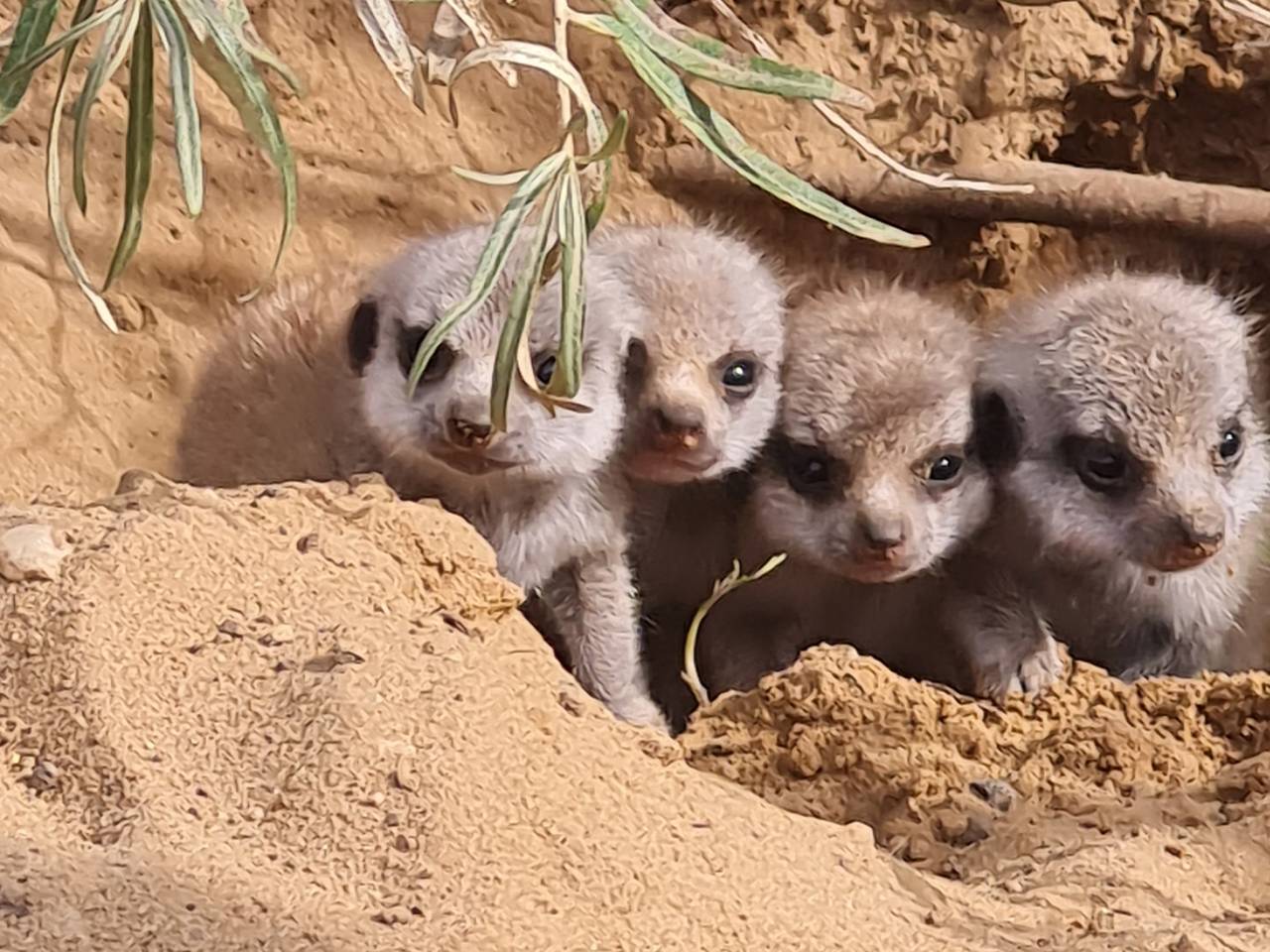 Jonge stokstaartjes laten zich voor het eerst zien