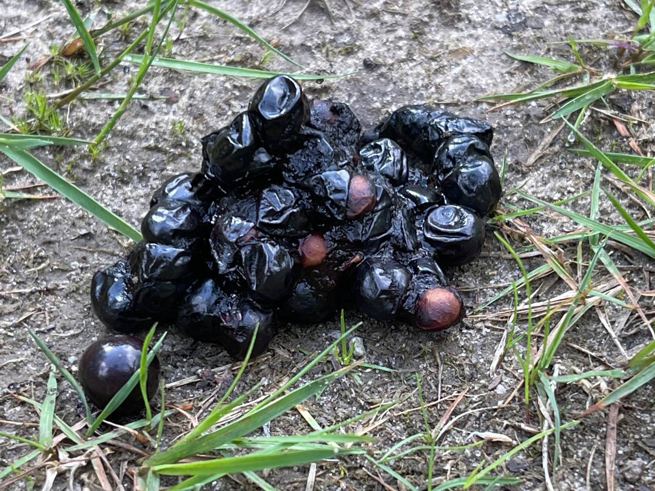 Een steenmarterdrol met kersenpitten (foto: Hans van Drunen).