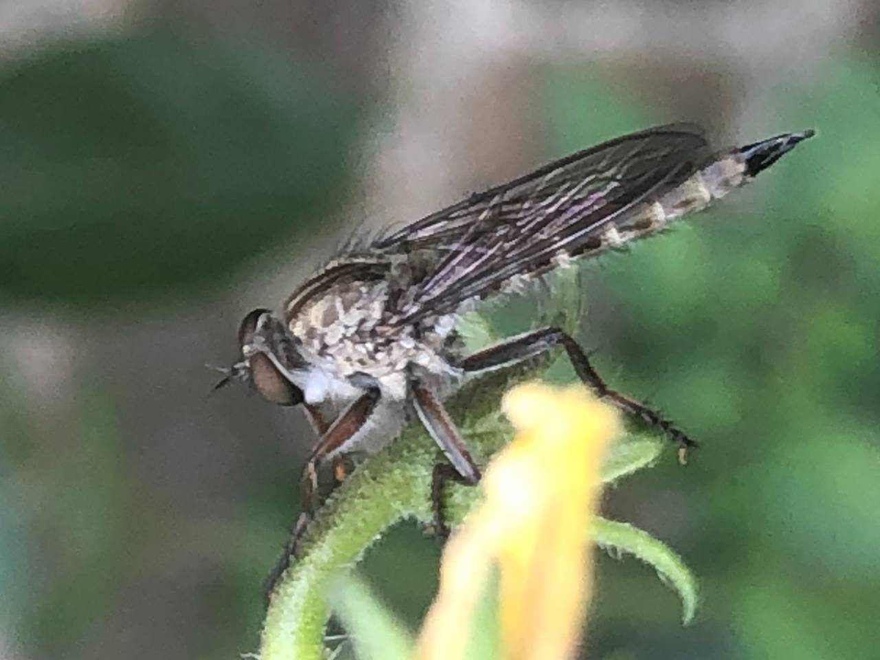Een gewone roofvlieg (foto: Jan Baartmans).