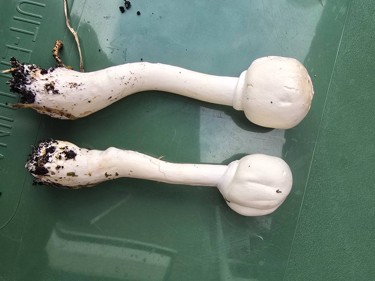 De paddenstoelen die Jack vond, lijken op champignons, maar zijn het zeker niet (foto: Jack).